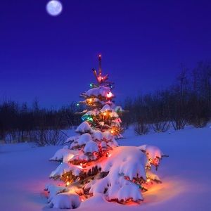 🎄Merry Christmas!🌟Happy New Year!❄️